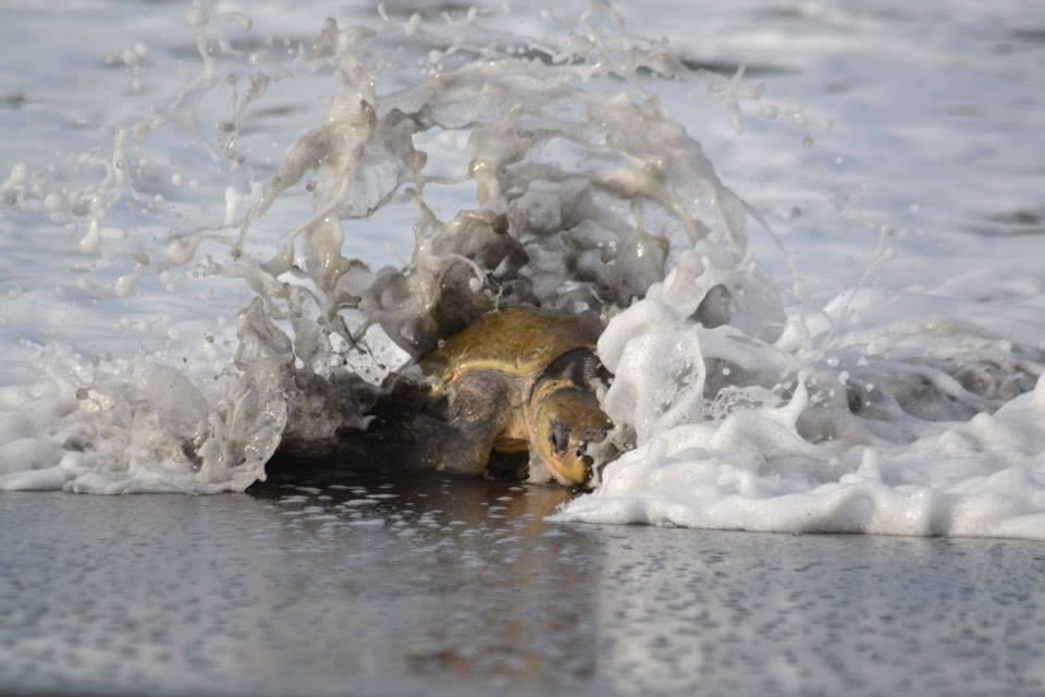 Cabinas Surf Arribadas Ostional Wildlife Refuge 外观 照片