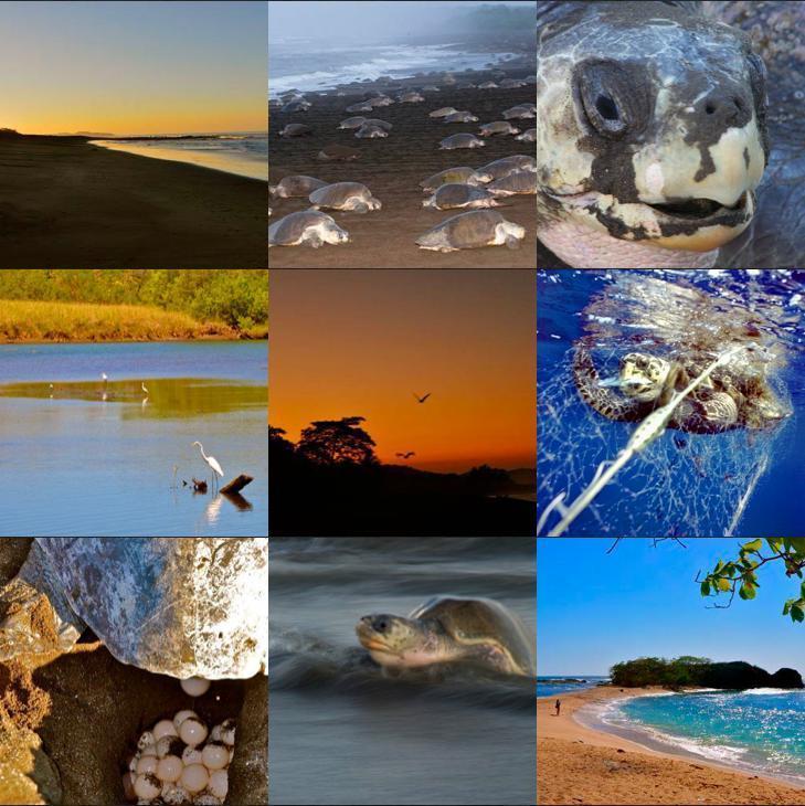 Cabinas Surf Arribadas Ostional Wildlife Refuge 外观 照片