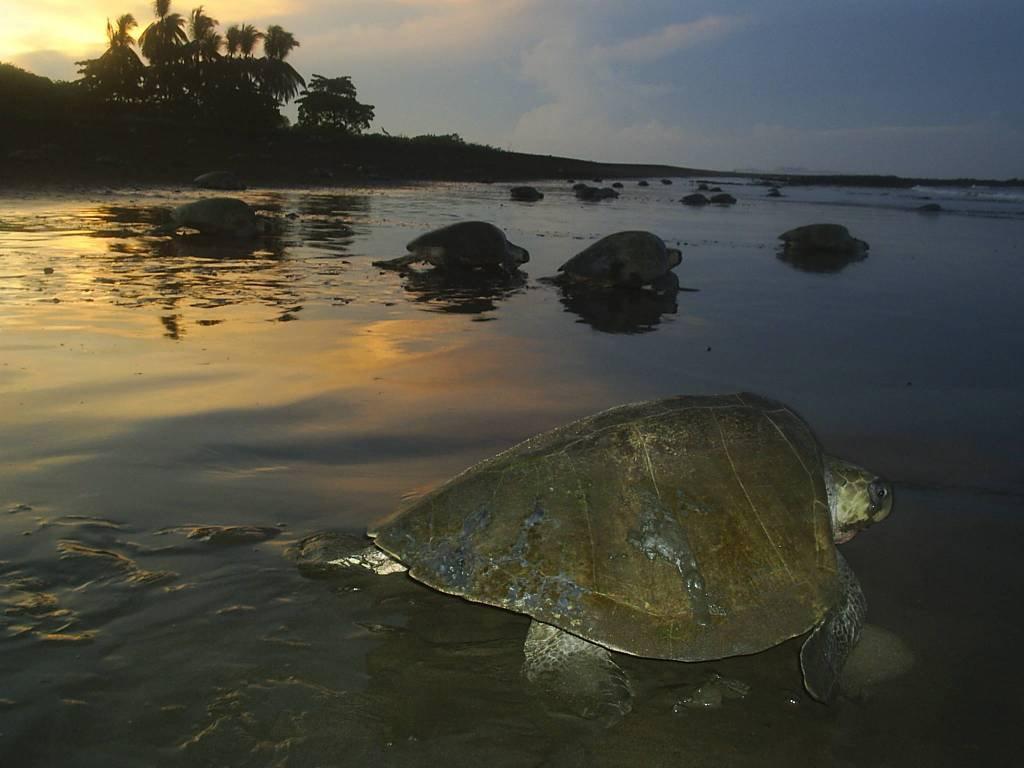 Cabinas Surf Arribadas Ostional Wildlife Refuge 外观 照片