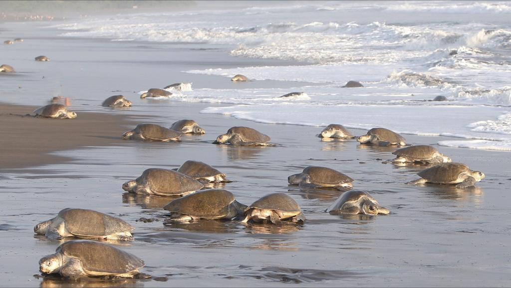 Cabinas Surf Arribadas Ostional Wildlife Refuge 外观 照片