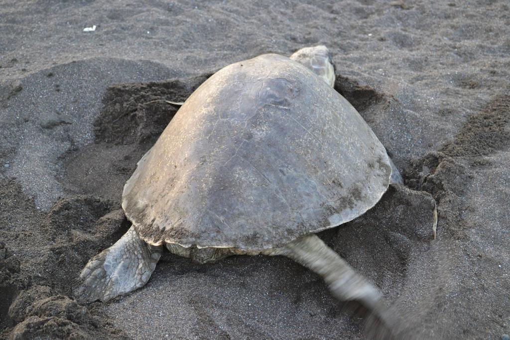 Cabinas Surf Arribadas Ostional Wildlife Refuge 外观 照片