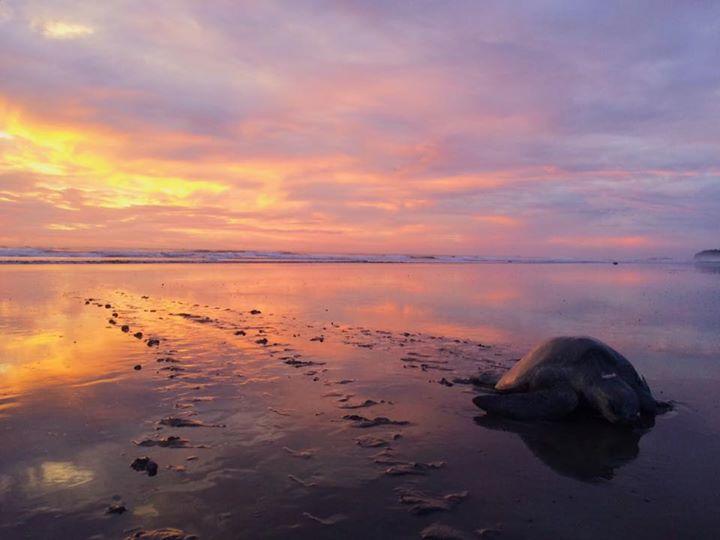 Cabinas Surf Arribadas Ostional Wildlife Refuge 外观 照片