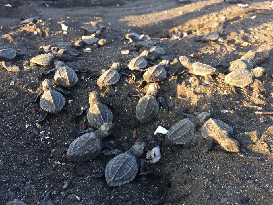 Cabinas Surf Arribadas Ostional Wildlife Refuge 外观 照片