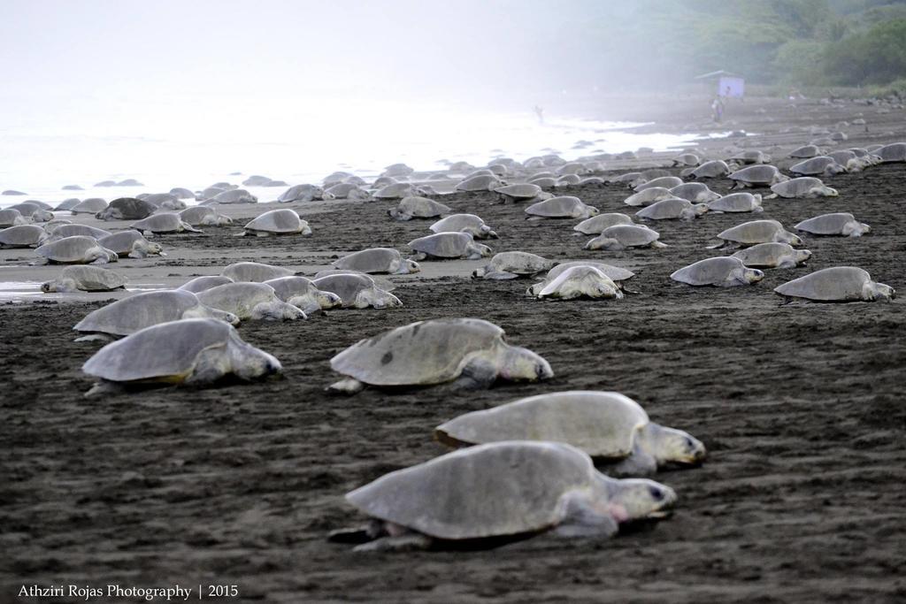 Cabinas Surf Arribadas Ostional Wildlife Refuge 外观 照片