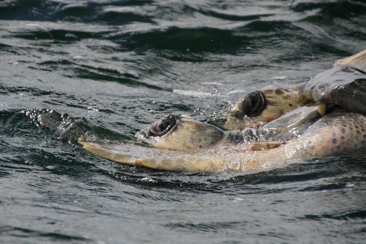 Cabinas Surf Arribadas Ostional Wildlife Refuge 外观 照片