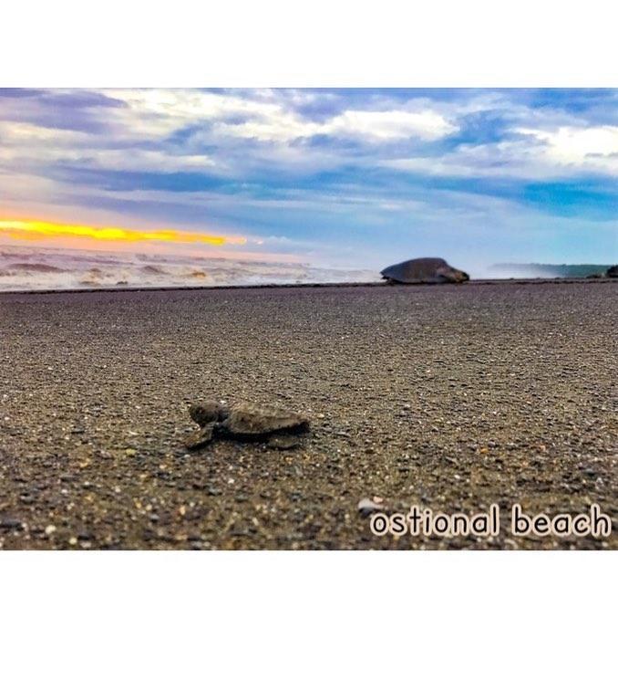 Cabinas Surf Arribadas Ostional Wildlife Refuge 外观 照片