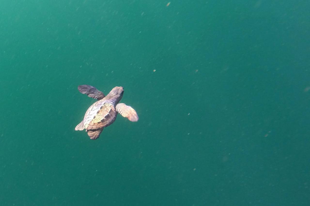 Cabinas Surf Arribadas Ostional Wildlife Refuge 外观 照片