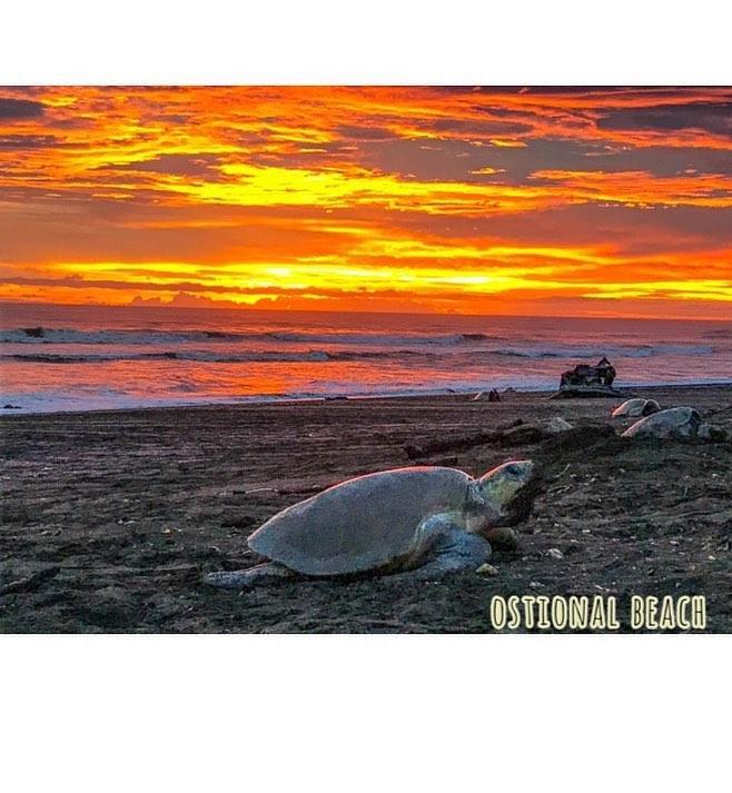 Cabinas Surf Arribadas Ostional Wildlife Refuge 外观 照片